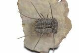 Flying Ceratonurus Trilobite - Top Quality Prep #357052-4